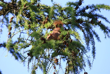 eichhörnchen