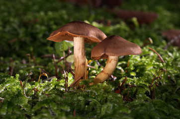 Brown Cortinarius mushroom in the moss spruce forest. Also known as cortinar and webcap. Natural environment.