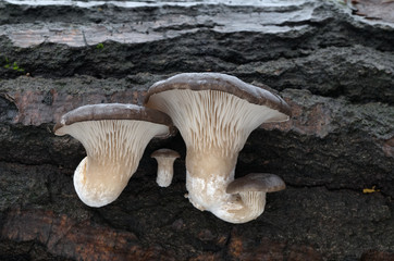 Oyster mushroom Pleurotus ostreatus on the tree. Natural environment.