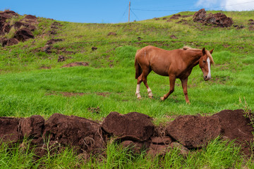 Wild Horse Trots on the Side of a Hill