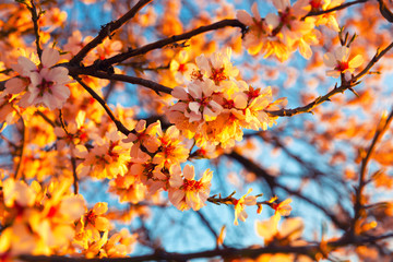 Cherry Blossom trees, Nature and Spring time background.