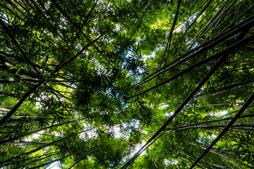 Dense bamboo forest at the Pipiwai trail