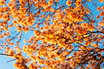Cherry Blossom trees, Nature and Spring time background.