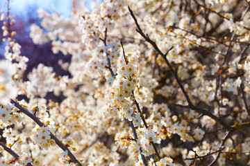Cherry Blossom trees, Nature and Spring time background.