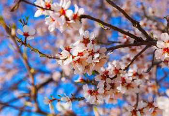 Cherry Blossom trees, Nature and Spring time background.
