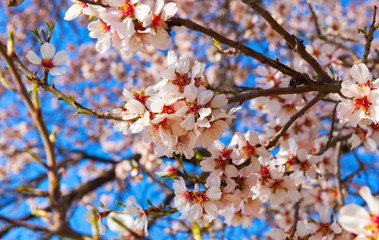 Cherry Blossom trees, Nature and Spring time background.