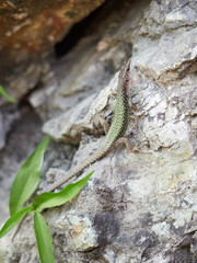 Green Lizard crawling on a stone cliff