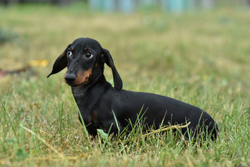 portrait of a dog dachshund black tan on grass