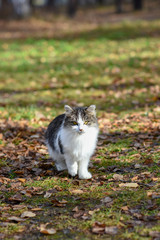 unhappy cats live on the streets, looking for food