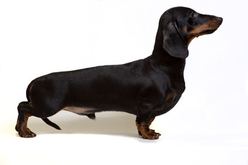 A dog of the dachshund breed, black, stand isolated on white background