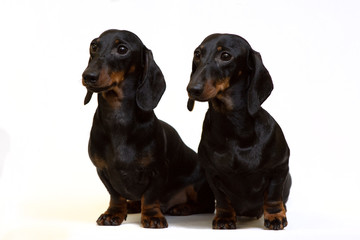 A pair of smooth-coated dachshunds sit isolated on white