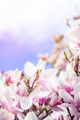 Foto op Canvas Light Pink Magnolia Tree in English Garden © manuta