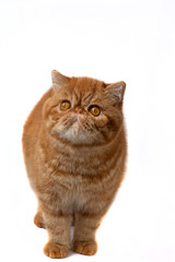red exotic kittens standing on a white background