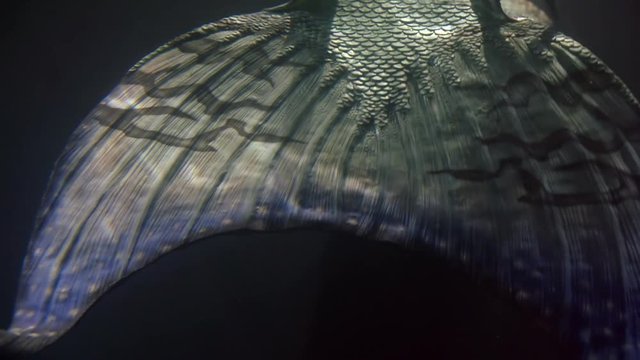 huge amazing mermaid tail is moving inside dark water of ocean, close-up view