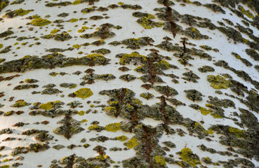 Poplar bark texture