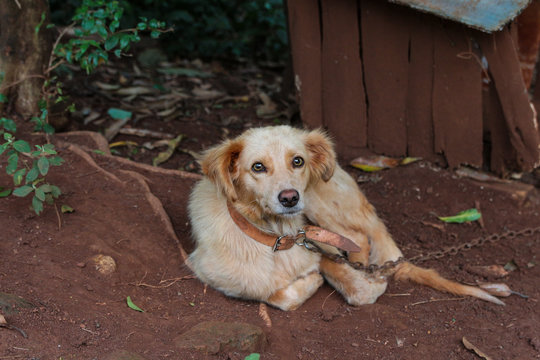 cachorro pequeno aprisionado