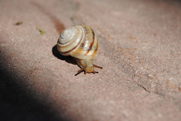 snail's way