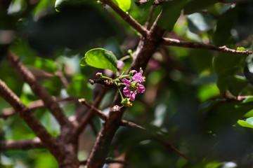 frutas diversas maças jabuticaba acerola