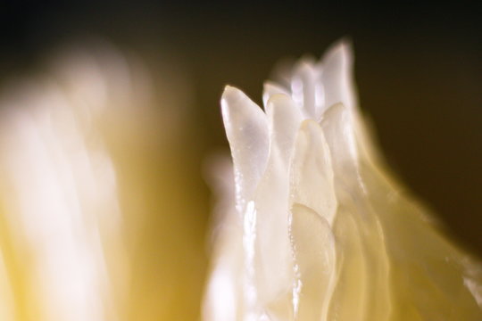 slice of pamela macro