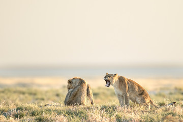Lion yawning in the morning light in Etosha National Park, Namibia.