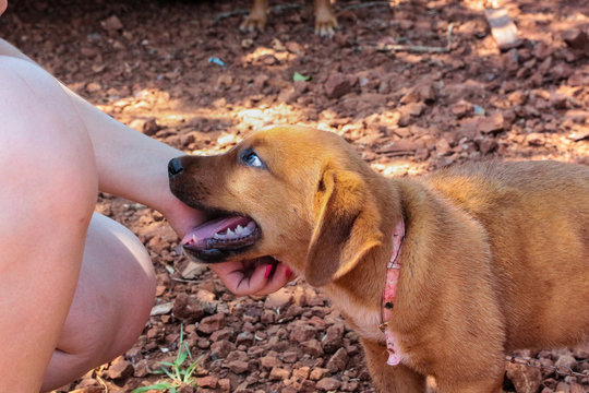 cachorro pequeno e grande