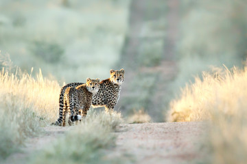 Two Cheetah in the fading afternoon light