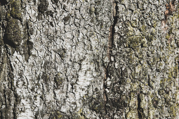bark of birch tree