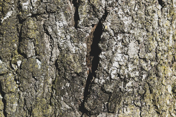 bark of birch tree