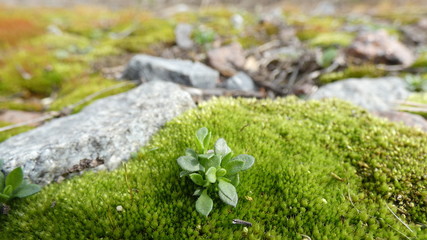 green moss on the stone