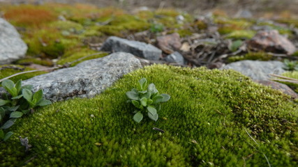 green moss on the stone