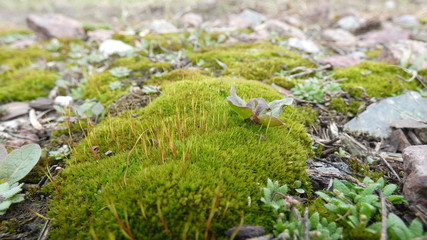 first sprouts in spring