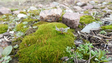 green moss on a stone