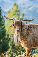 Portrait of Goat with Horns