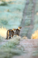 Two Cheetah in the fading afternoon light