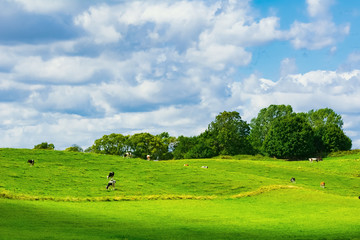 Cows on pasture