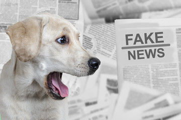 Surprised dog with an open mouth on the background of printed editions of newspapers, the...