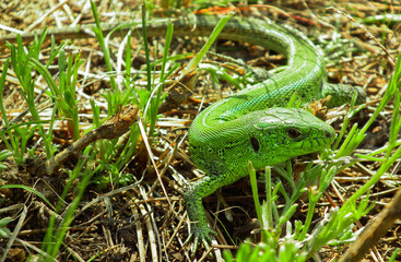 Green lizard hiding in the grass close up