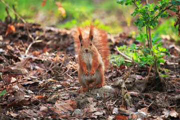 Furry squirrel is standing on two hind legs in the spring city park