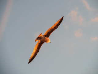 Flying seagull with blue sky background