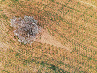 Abstract composition created by an almond tree in bloom and the furrows of the plowed field seen...