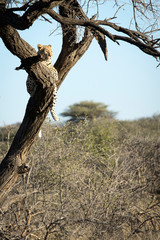 Fototapeta na wymiar Leopard resting in a tree
