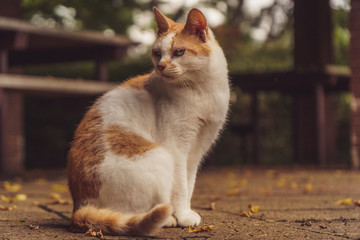 cat lying on the ground