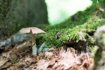Mushroom in the woods