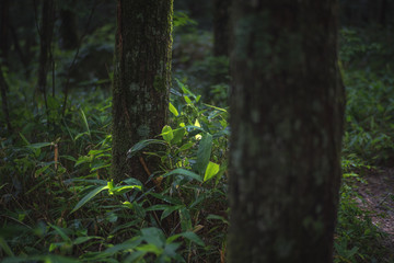 tree in forest