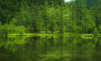 reflection of trees in water