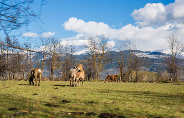 Naklejka premium herd of horses in mountains