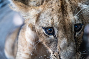 close up of baby lion in Guatemalan zoo