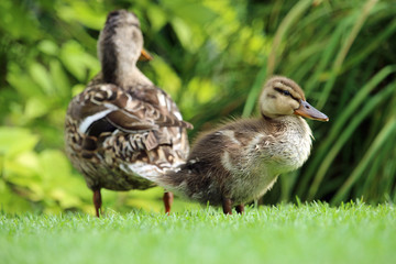 Mallard duck and duckling on lawn