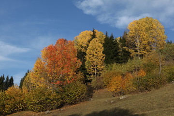 Fototapeta premium Autumn forest and village photos.artvin turkey 
