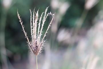 Obraz premium Any grass on the roadside.